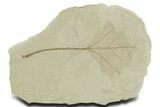 Fossil Candlenut Leaf (Aleurites) - Insect Predation! #356131-1